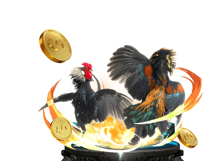 Đặc điểm nổi bật đá gà Open88